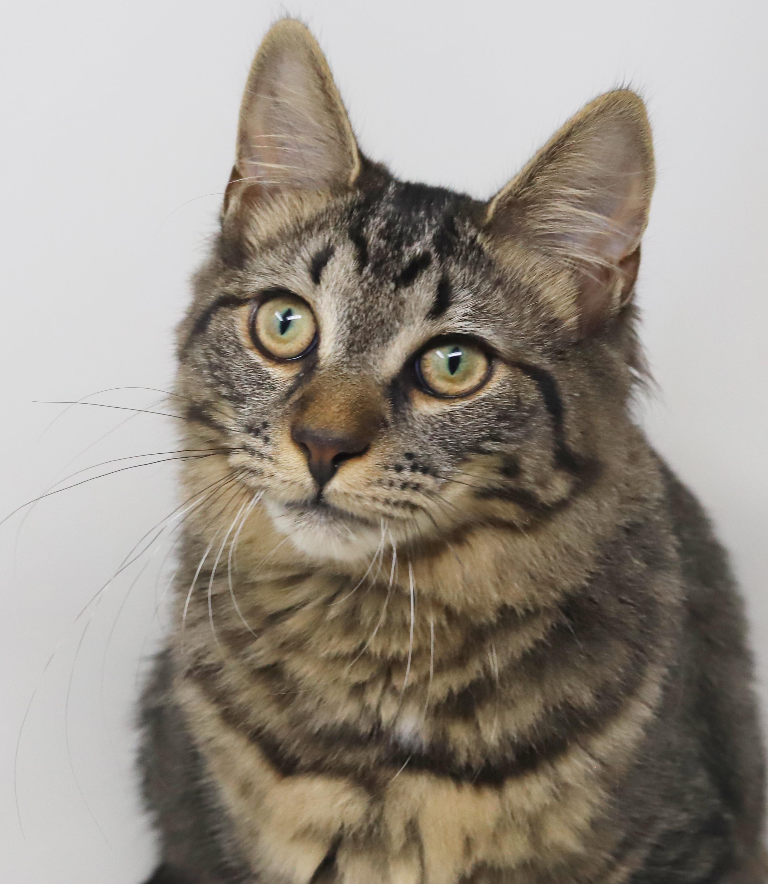 Holland is a fluffy love muffin! VIDEOS! ADORES her bro Germany!