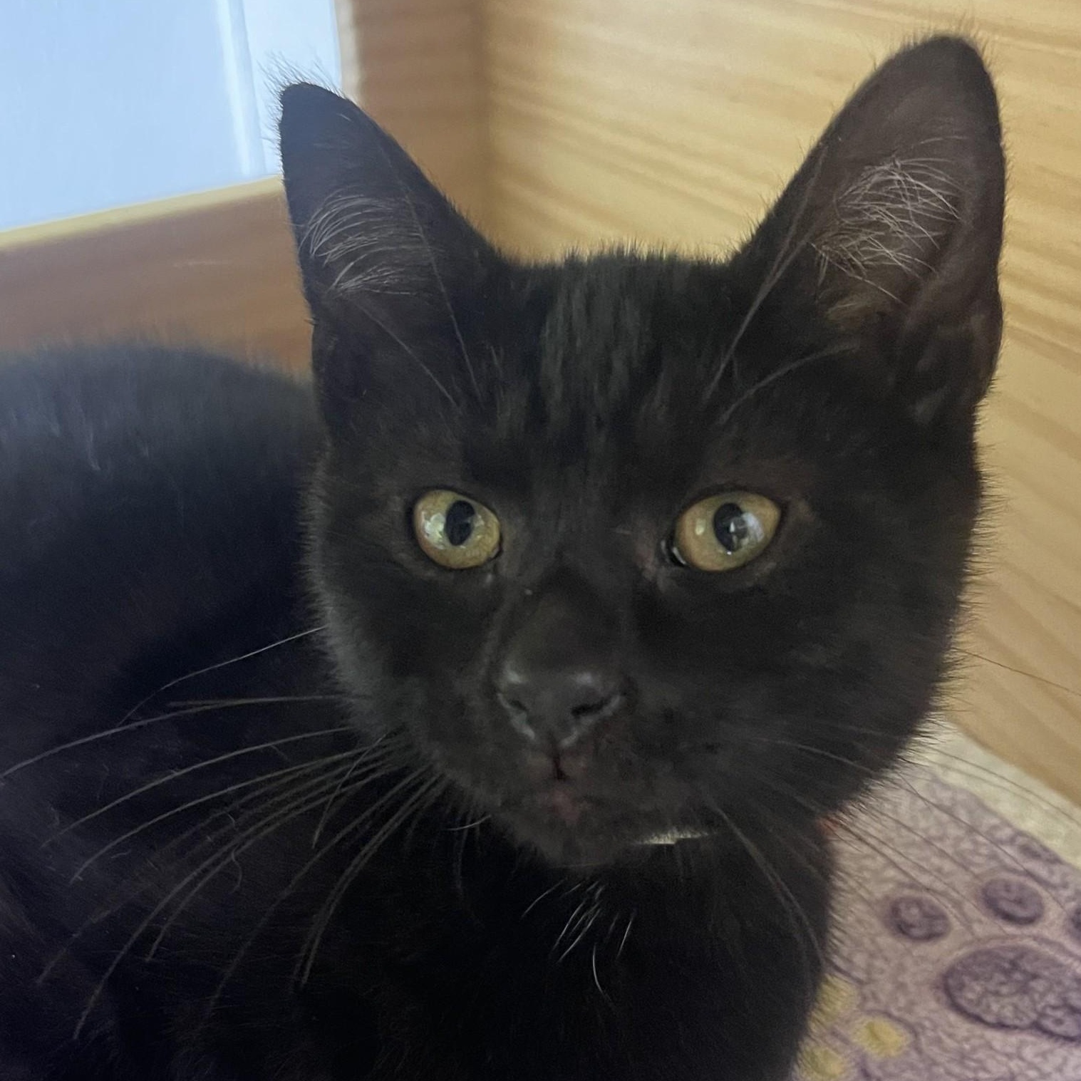Enlarge Shade, a Adoptable Domestic Short Hair in New Philadelphia, OH image 1/1