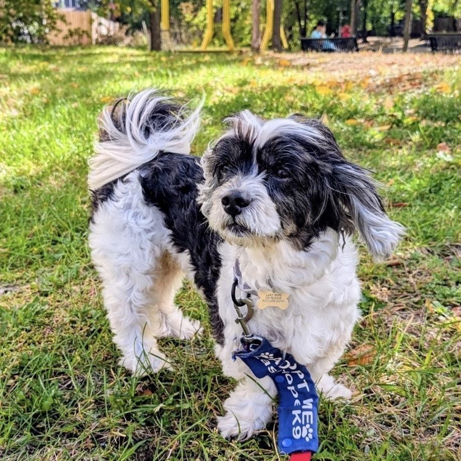 Charlie Boy, Adoptable, Adult Male Lhasa Apso.