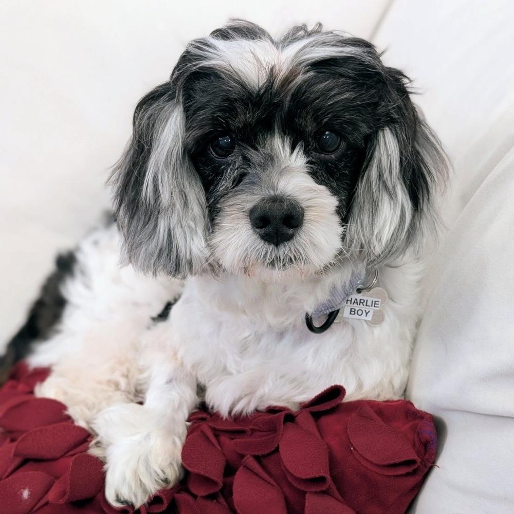 Enlarge Charlie Boy, a Adoptable mixed breed in Boston, MA image 2/6