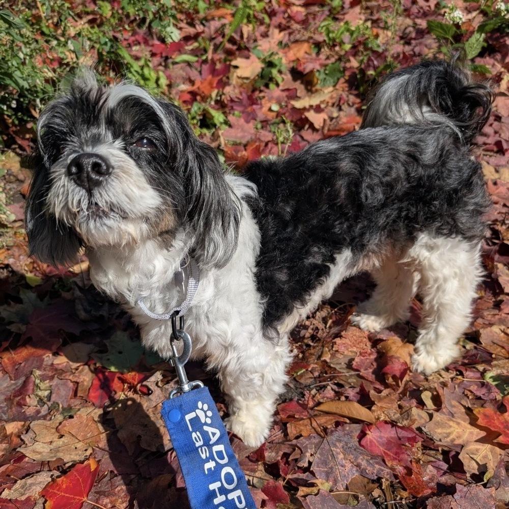 Enlarge Charlie Boy, a Adoptable mixed breed in Boston, MA image 4/6