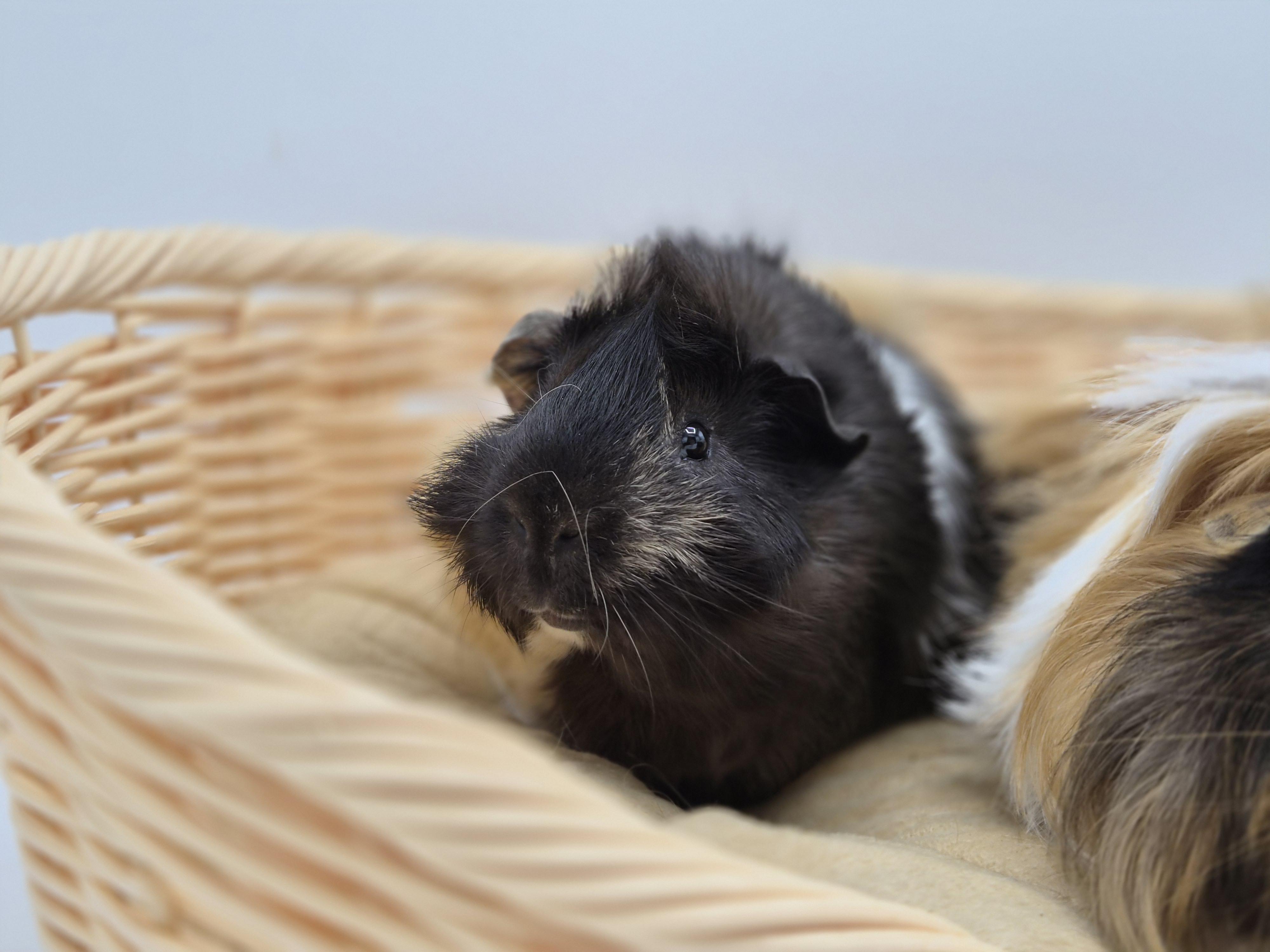 Enlarge Chestnut & Praline, a ADOPTABLE mixed breed in Angleton, TX image 3/3