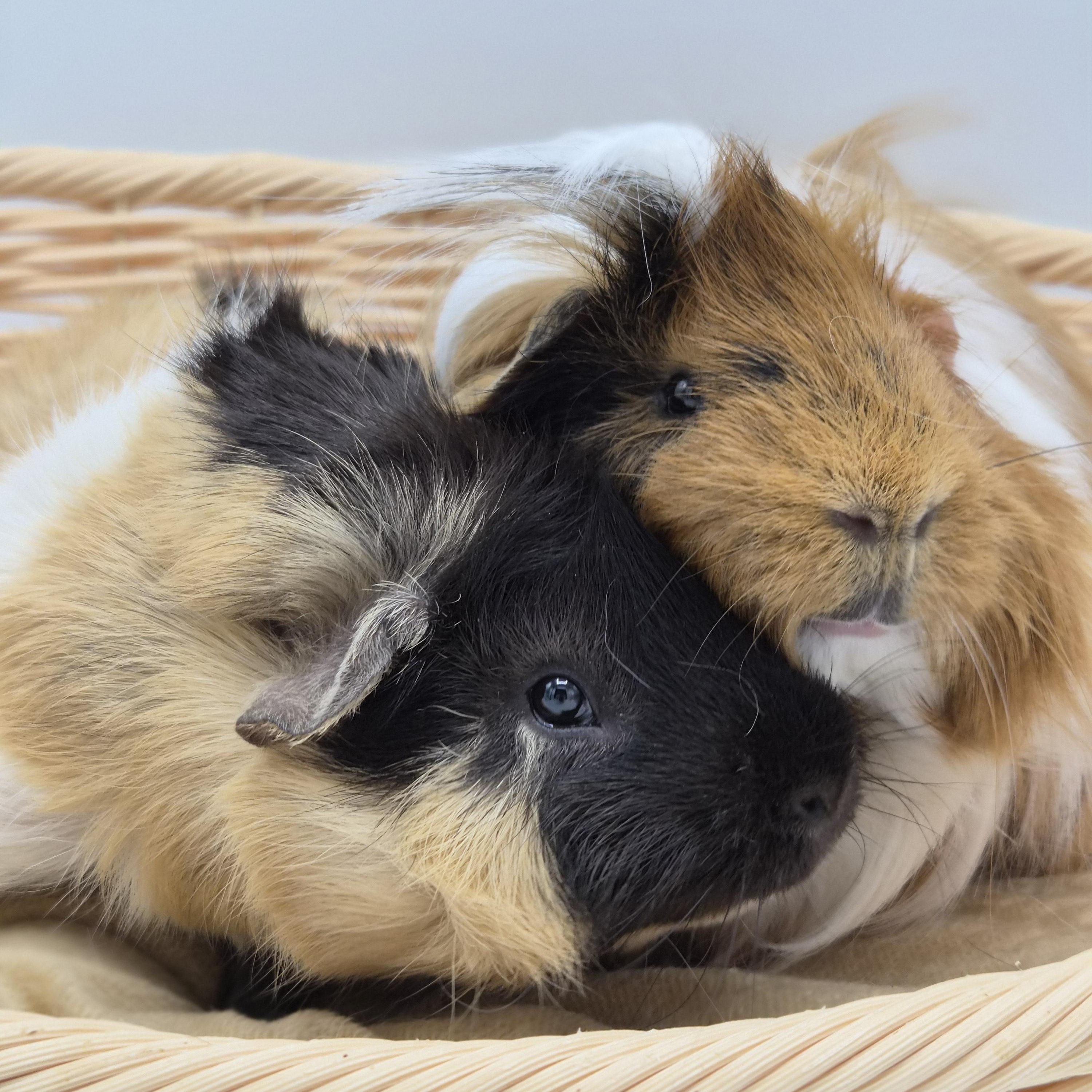 Enlarge Chestnut & Praline, a ADOPTABLE mixed breed in Angleton, TX image 2/3