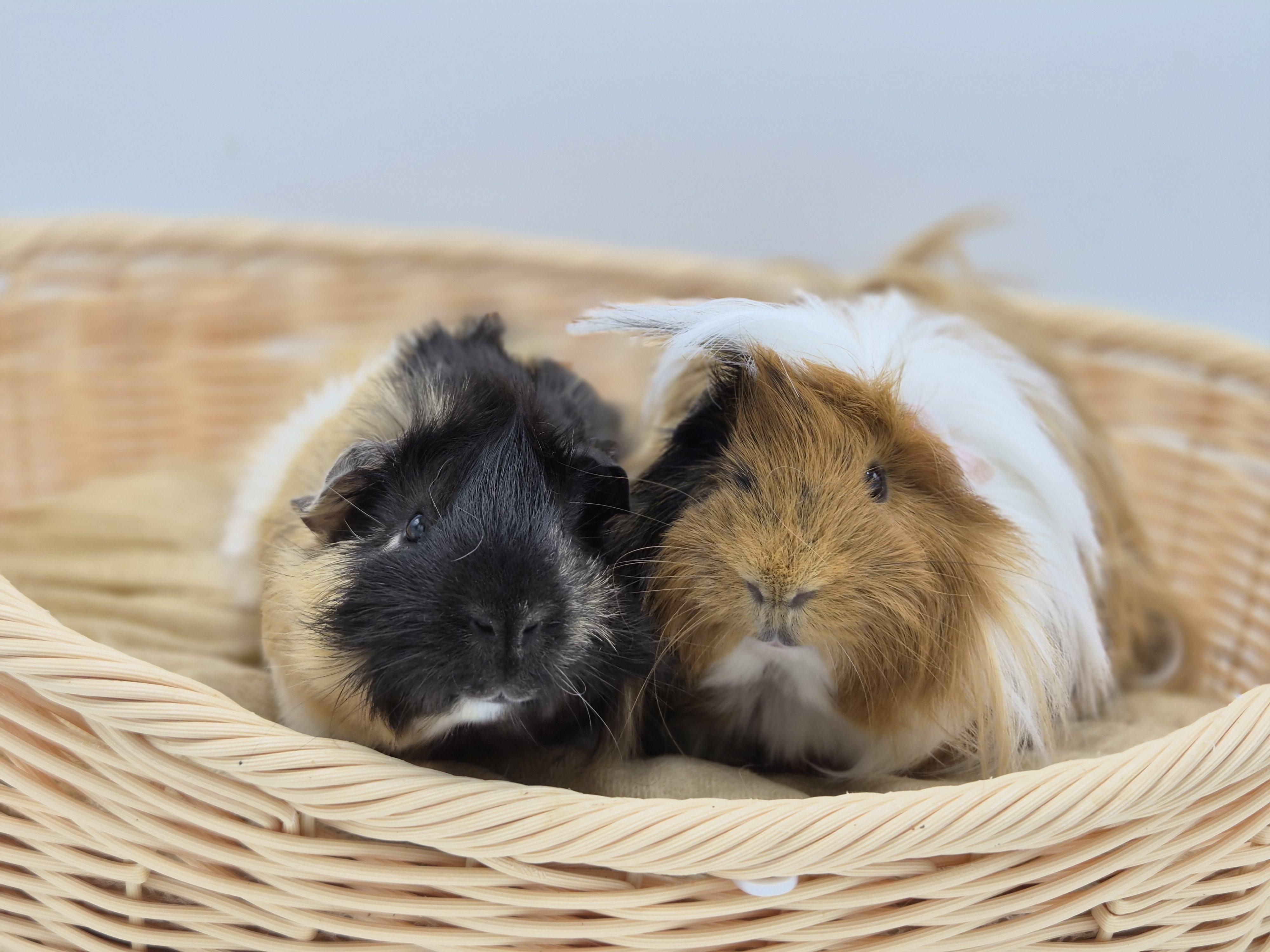 Chestnut & Praline, ADOPTABLE, Adult Male Abyssinian & Guinea Pig.