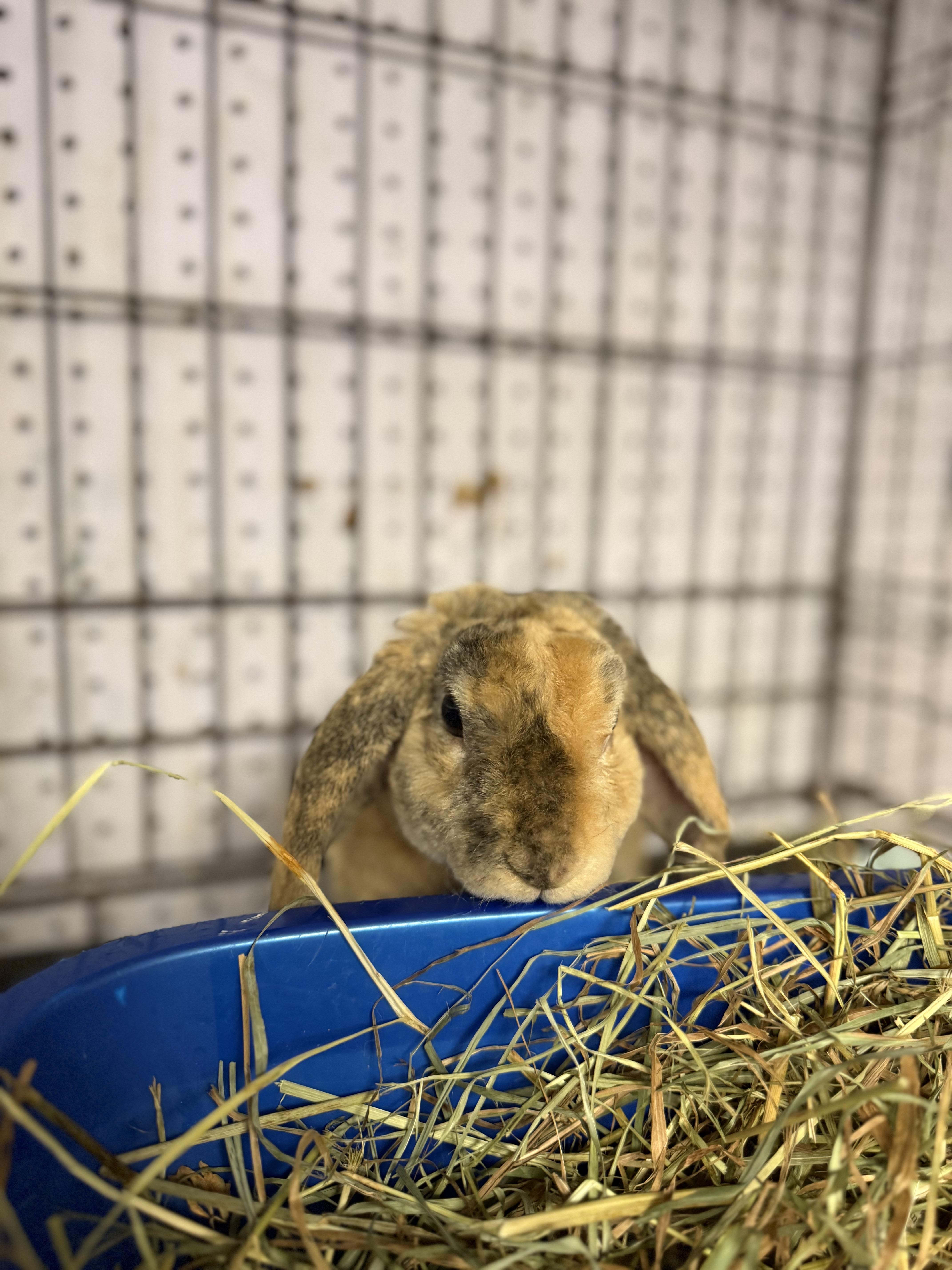 Hamlet, a Adoptable Holland Lop in Norwalk, CT image 2/4