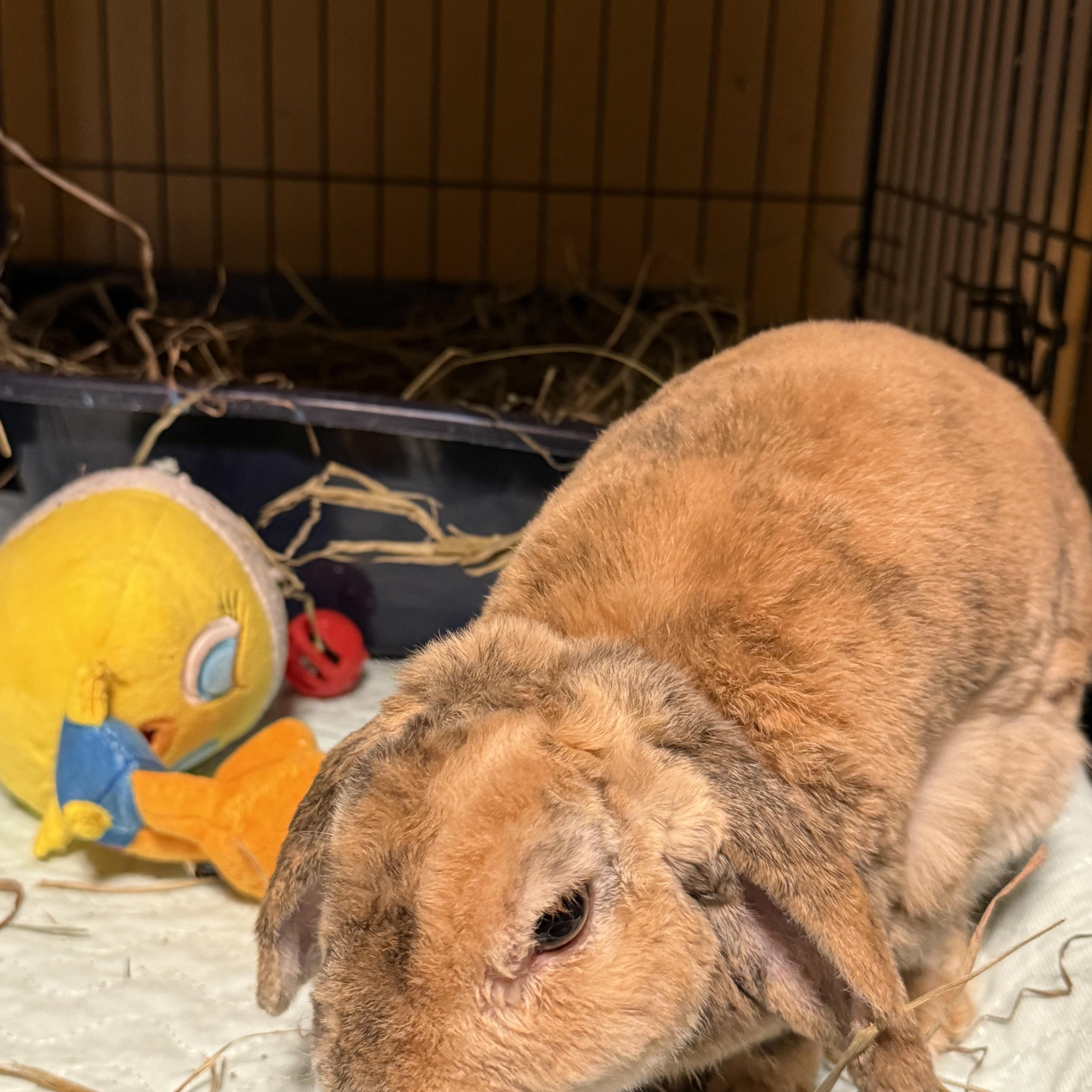 Hamlet, a Adoptable Holland Lop in Norwalk, CT image 4/4