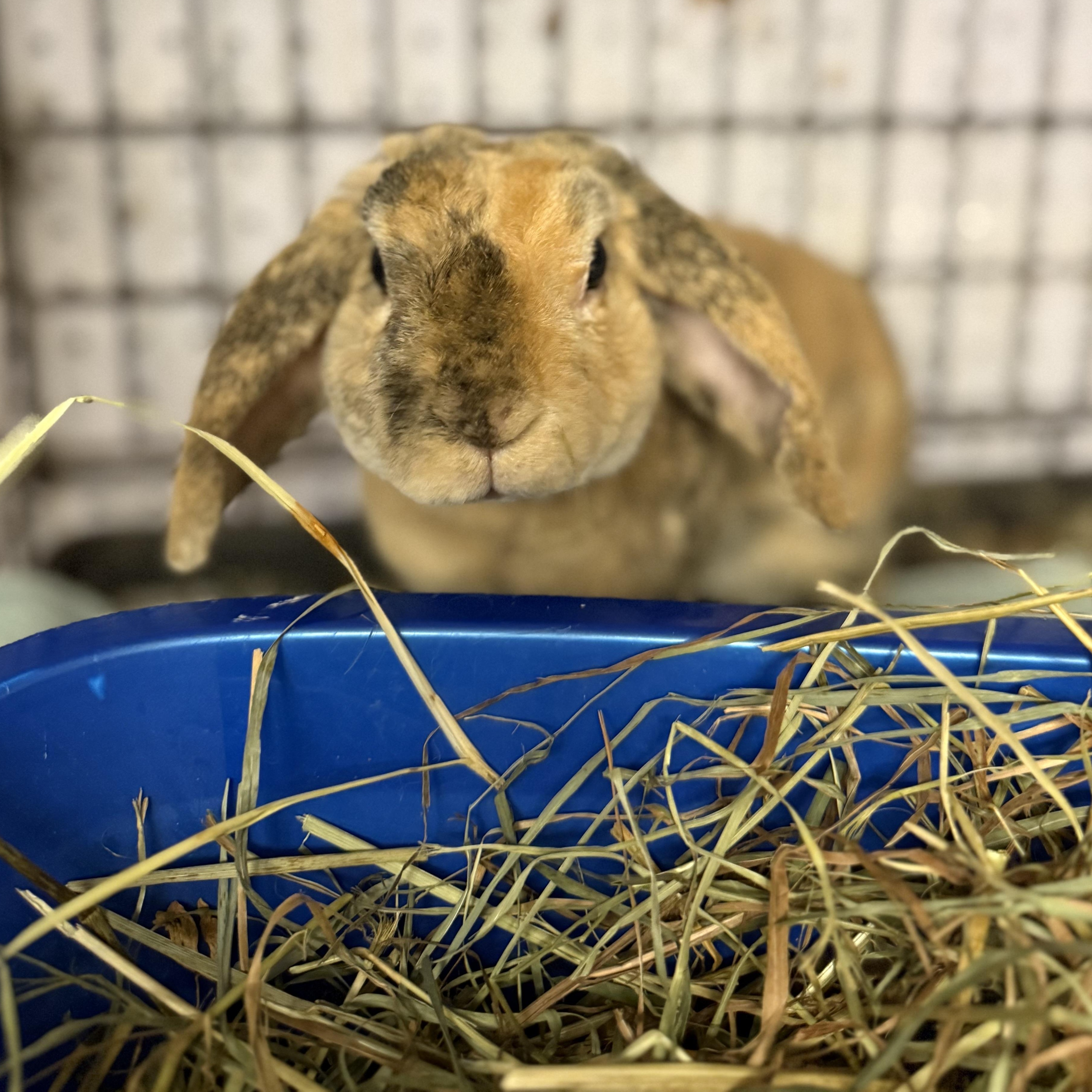 Hamlet, a Adoptable Holland Lop in Norwalk, CT image 1/4
