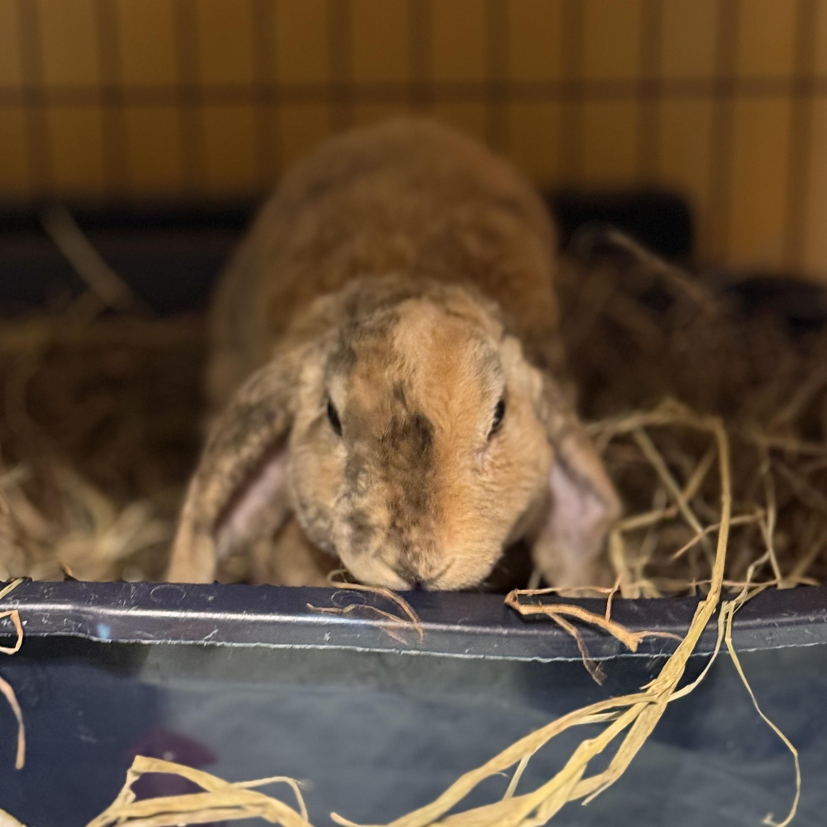 Hamlet, a Adoptable Holland Lop in Norwalk, CT image 3/4