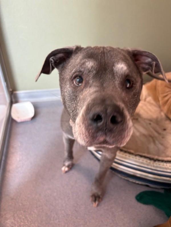 Enlarge Henry, a Adoptable mixed breed in Stratham, NH image 1/1