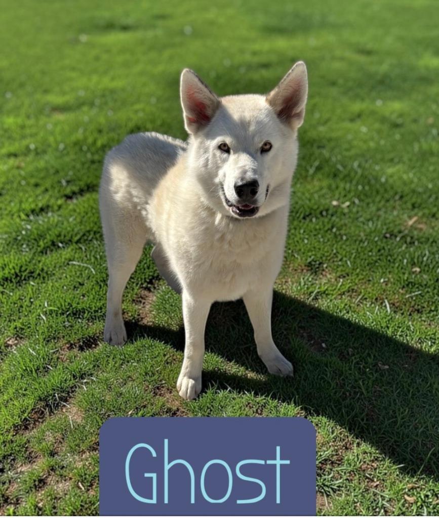 Ghost, Adopted, Young Male Husky.