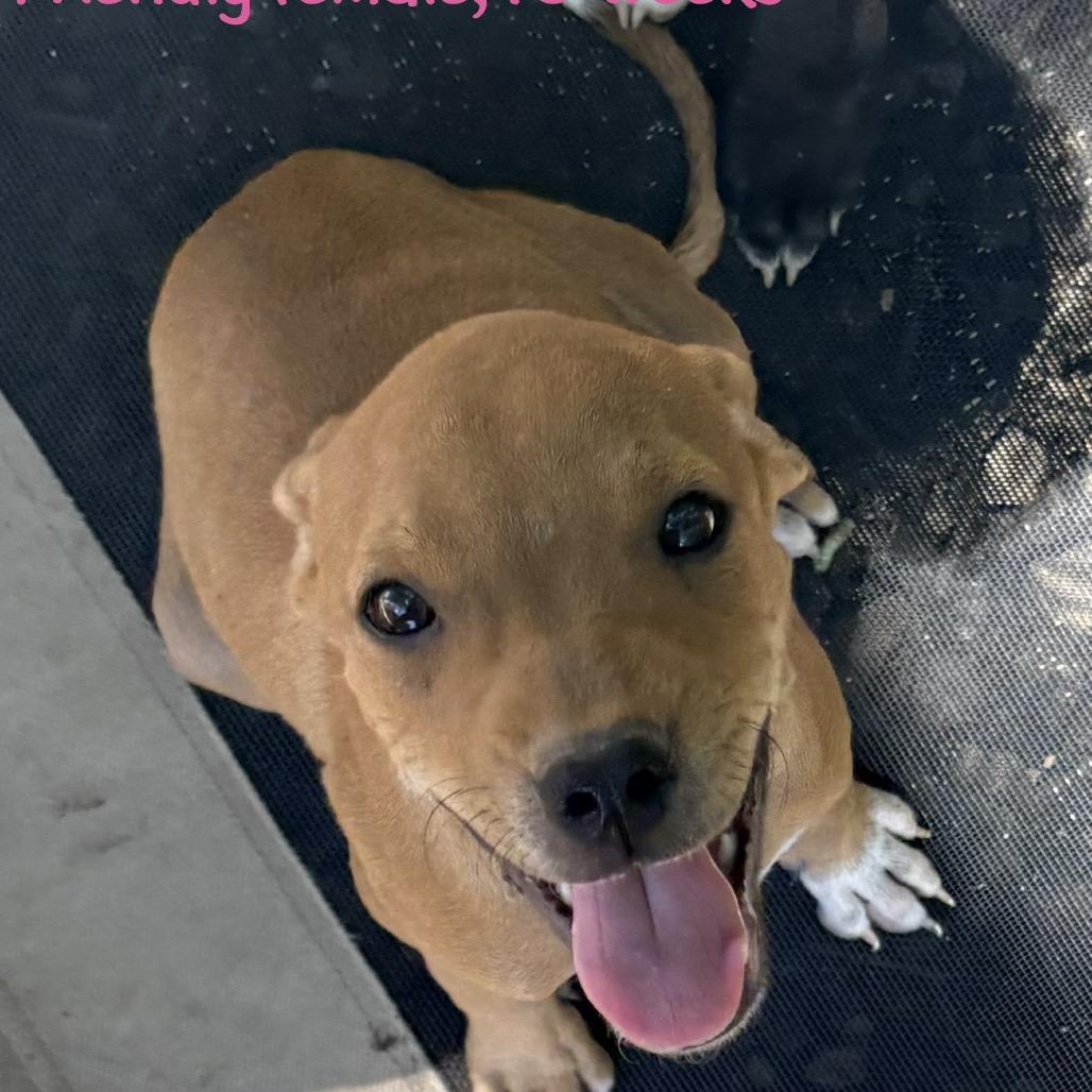 Enlarge Abby, a Adoptable Pit Bull Terrier in West Plains, MO image 1/1