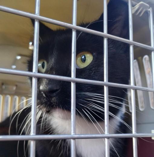 JORDAN CATALANO, Adoptable, Young Male Domestic Short Hair.