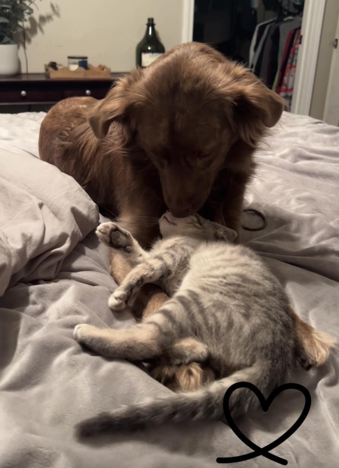 Enlarge Elsa, a ADOPTABLE Domestic Short Hair in Sherman, IL image 2/3