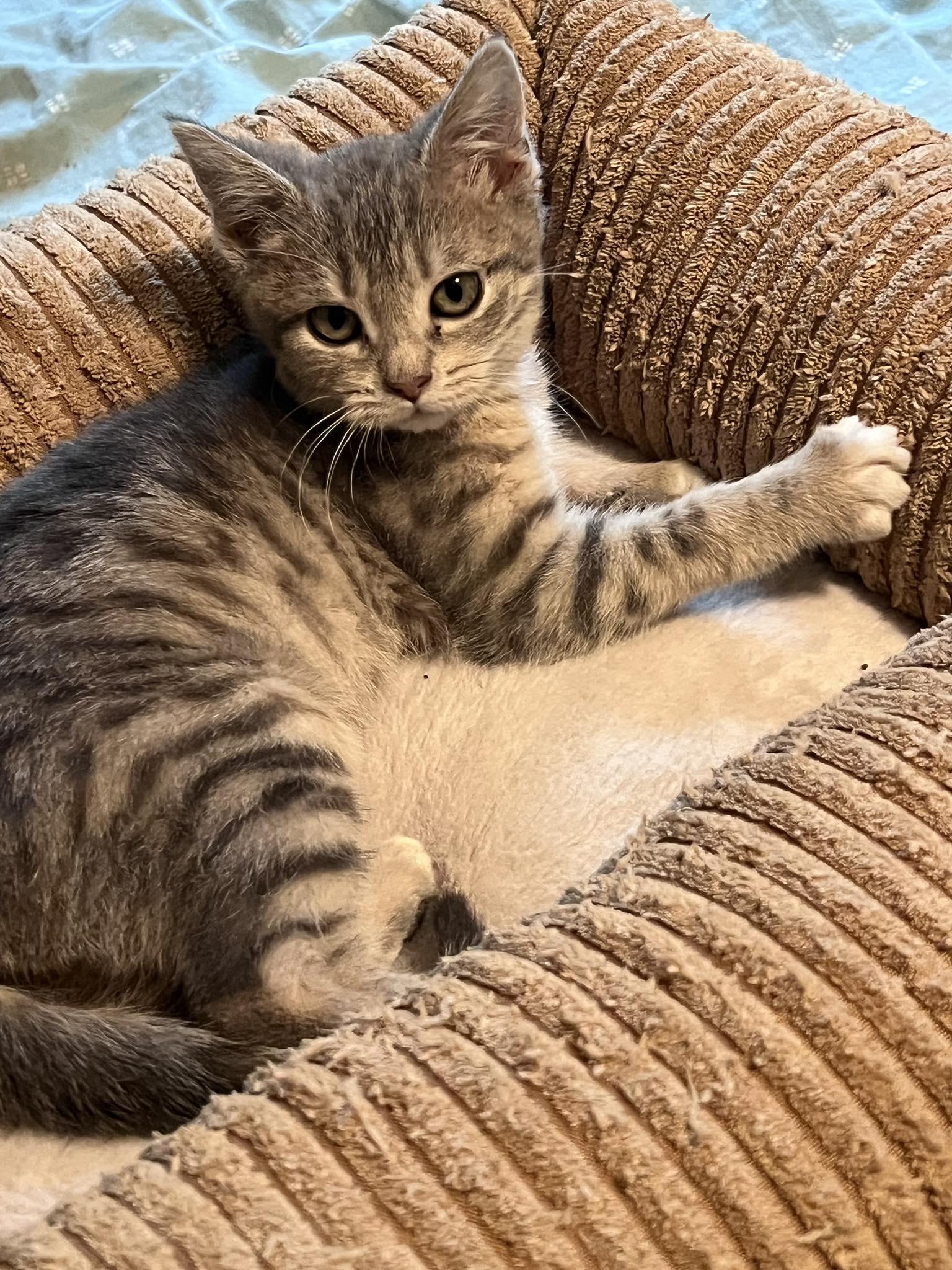 Enlarge Elsa, a ADOPTABLE Domestic Short Hair in Sherman, IL image 1/3