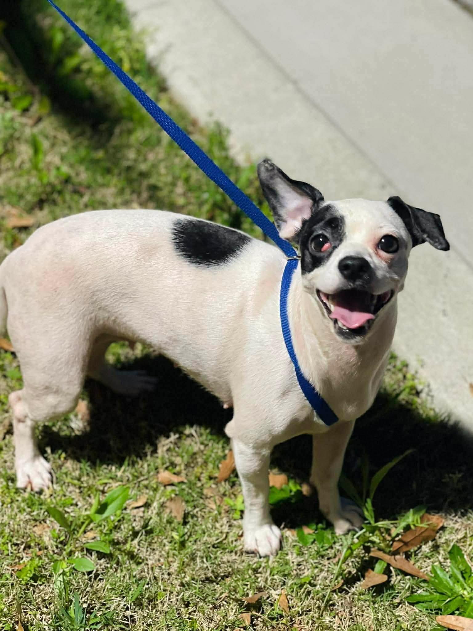 CHARMAINE 🩷, ADOPTABLE, Adult Female Chihuahua.