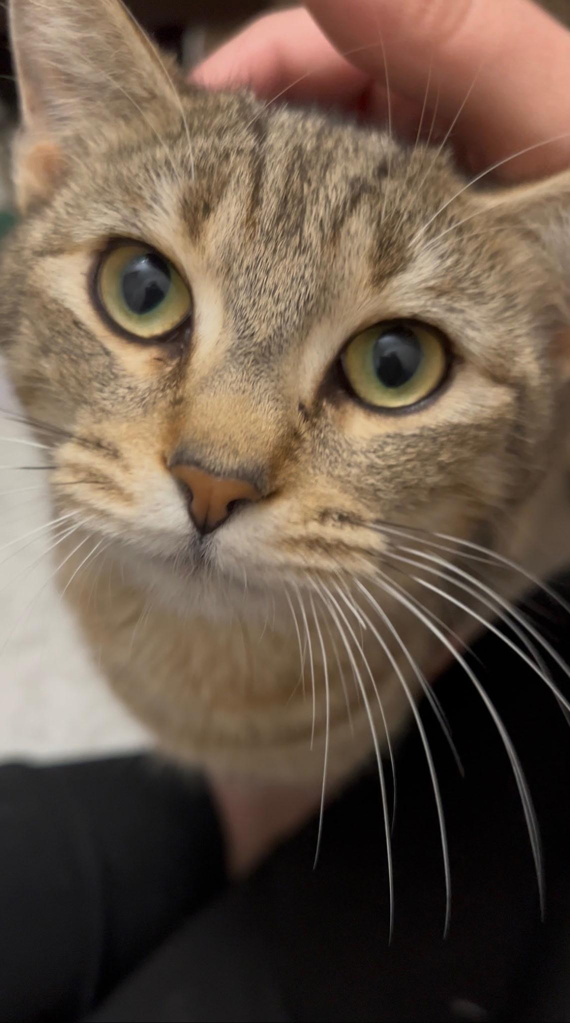 Mason, ADOPTABLE, Adult Male Domestic Short Hair.