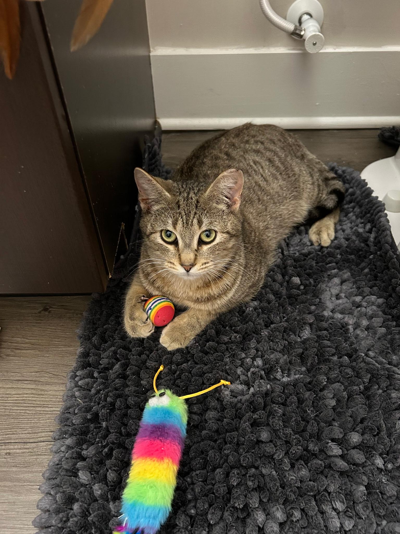Enlarge Mason, a ADOPTABLE Domestic Short Hair in Easley, SC image 4/4