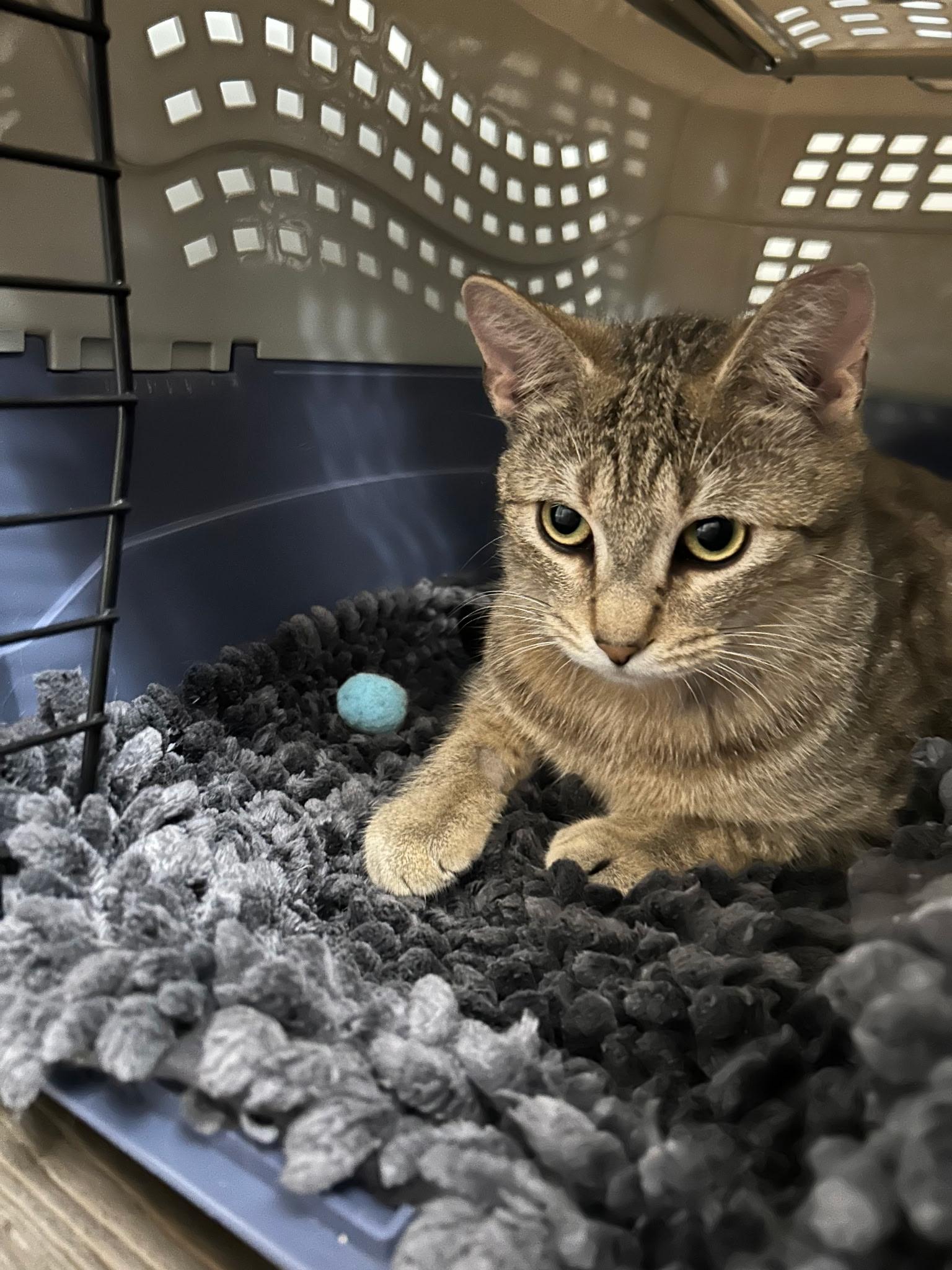 Enlarge Mason, a ADOPTABLE Domestic Short Hair in Easley, SC image 2/4