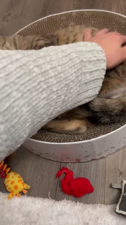 Enlarge Mason, a ADOPTABLE Domestic Short Hair in Easley, SC video 3/4