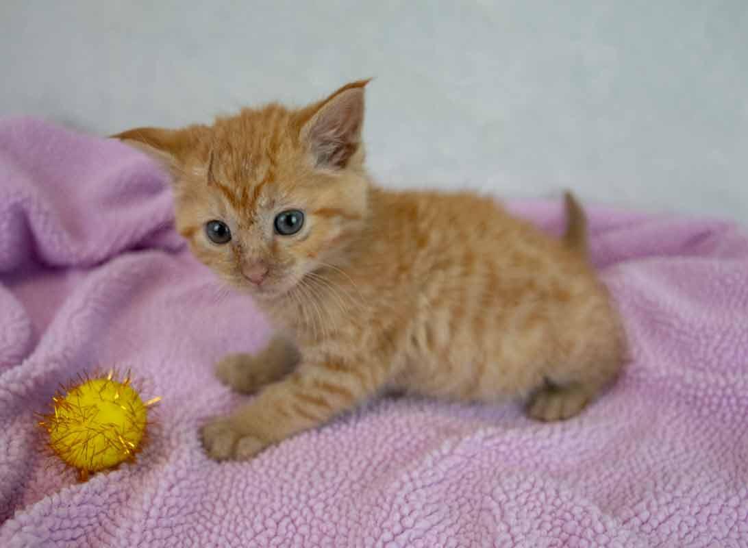 Enlarge Lauderdale, an adopted mixed breed in Kennesaw, GA image 4/5