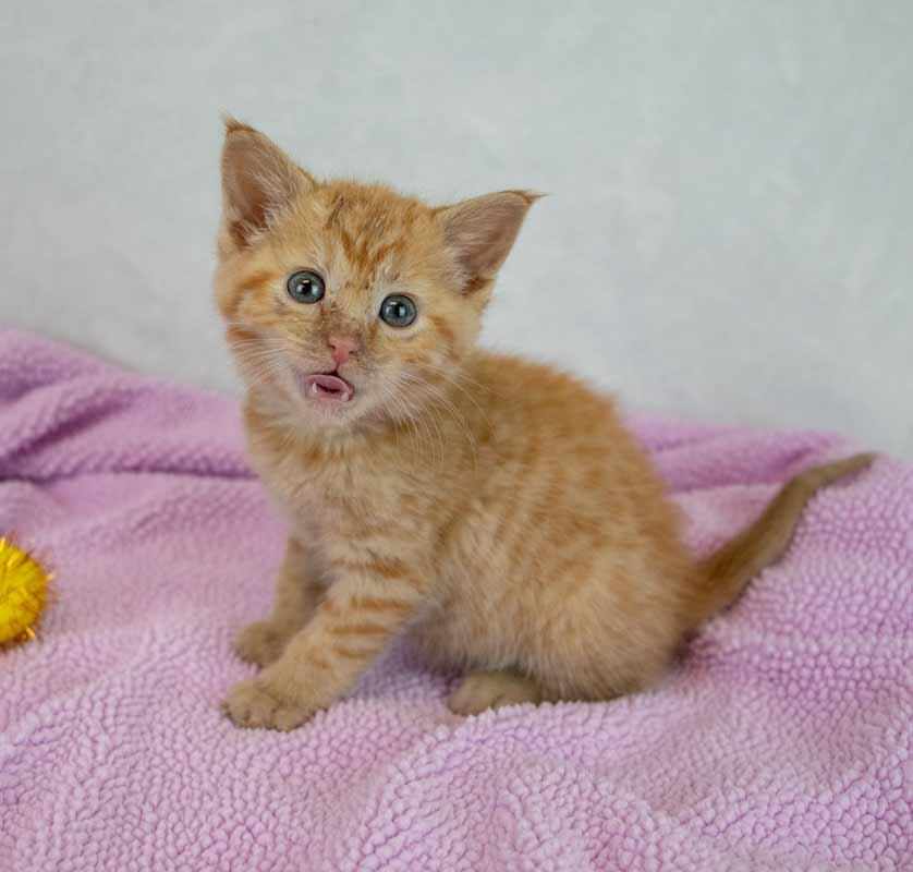 Enlarge Lauderdale, an adopted mixed breed in Kennesaw, GA image 5/5