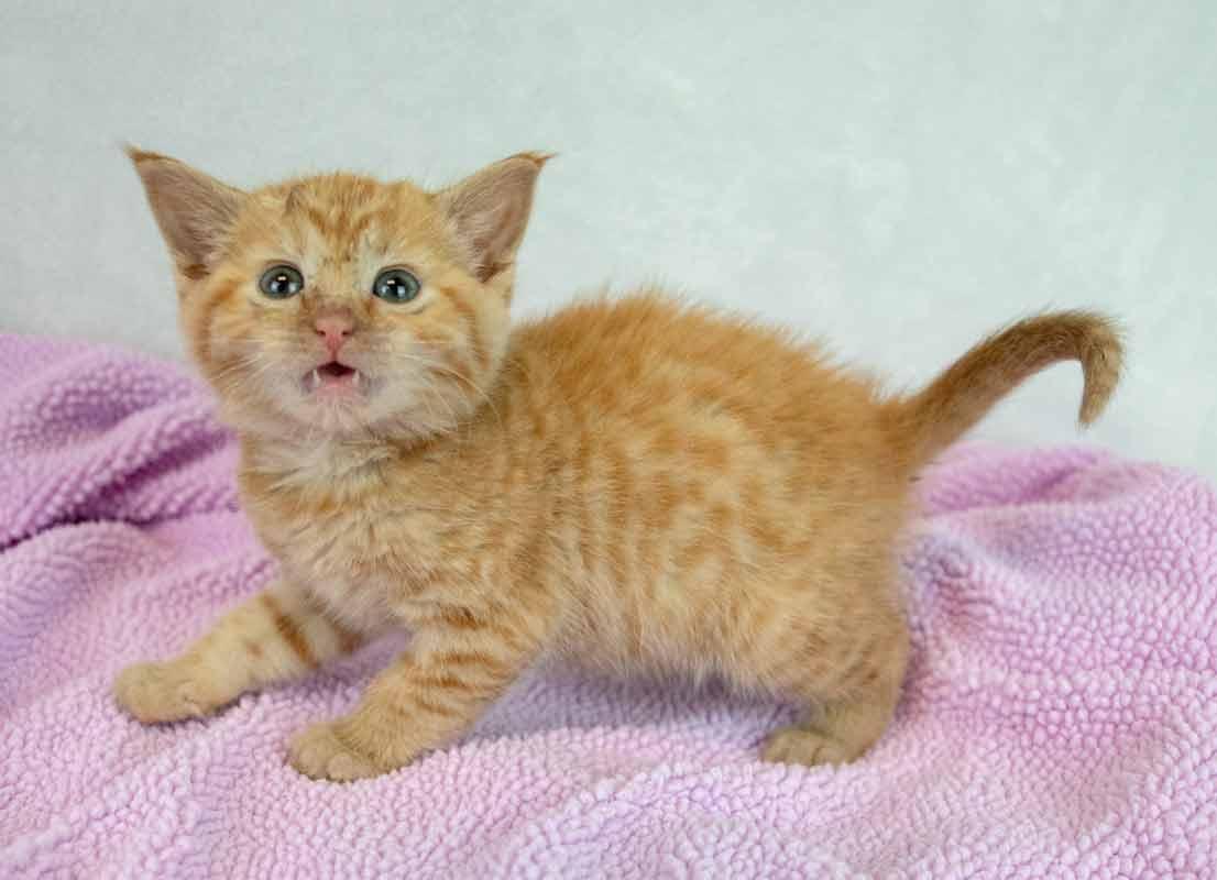 Enlarge Lauderdale, an adopted mixed breed in Kennesaw, GA image 3/5