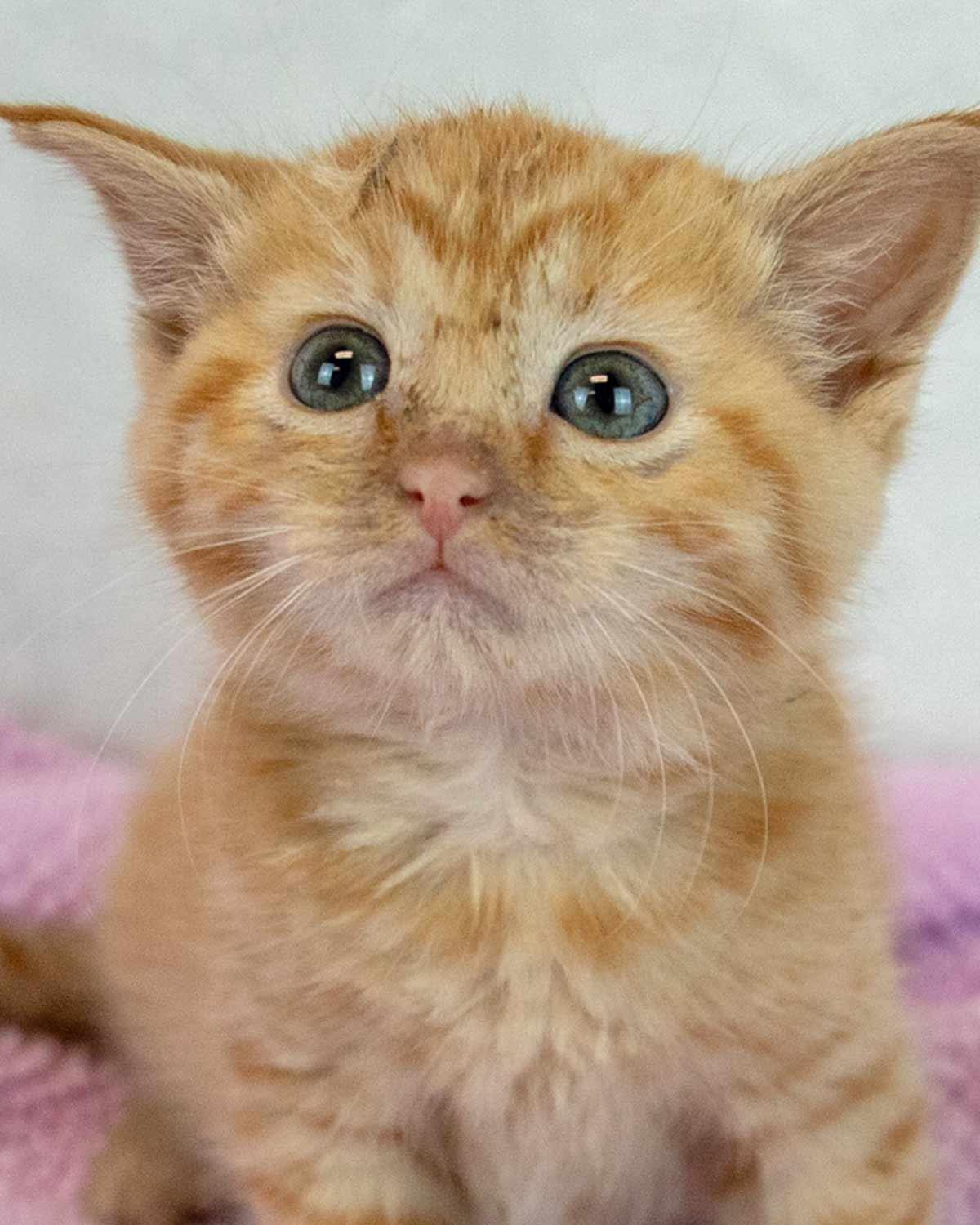 Lauderdale, adopted, Kitten Female Domestic Short Hair & Tabby.