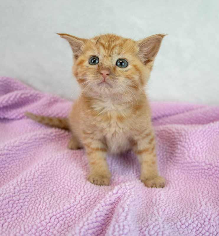 Enlarge Lauderdale, an adopted mixed breed in Kennesaw, GA image 2/5