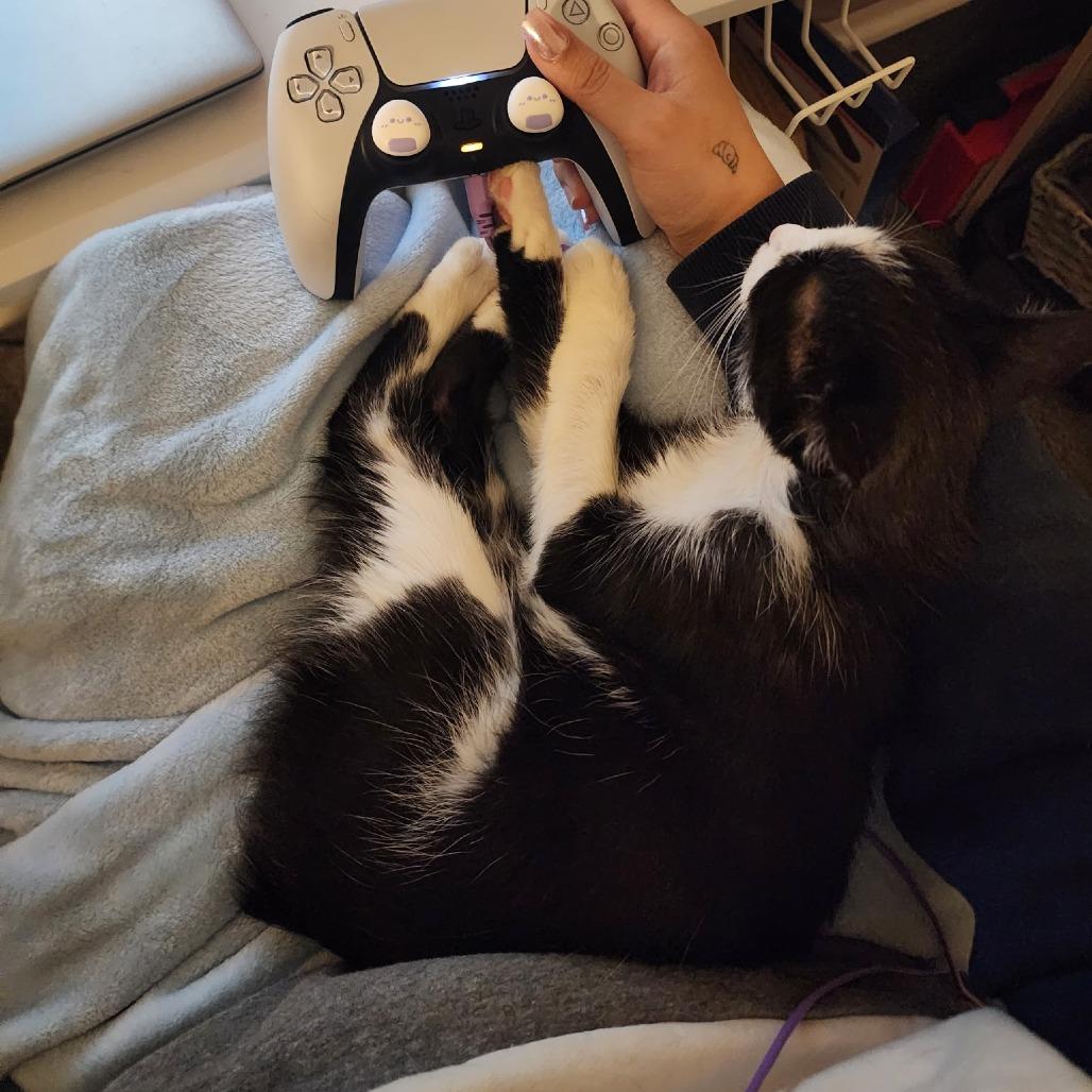 Kit, Adoptable, Adult Female Manx.