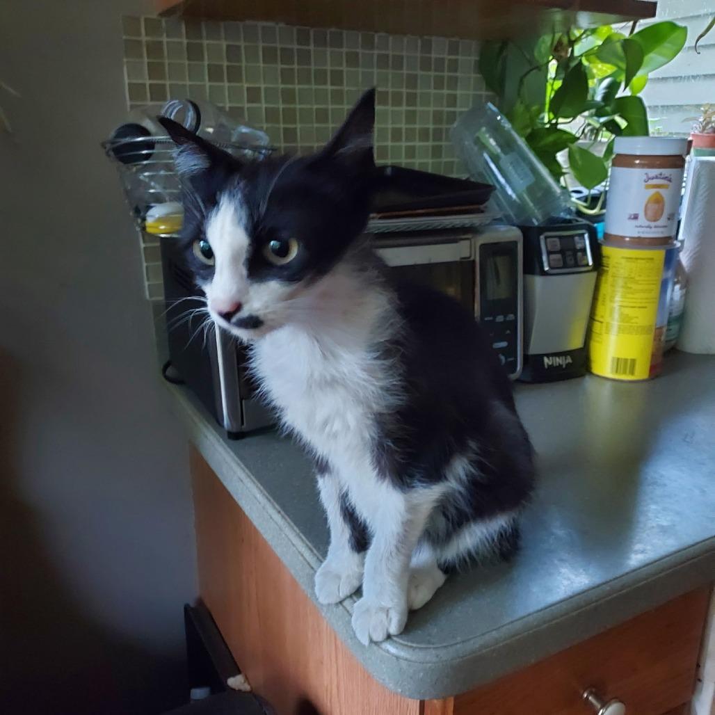 Kit, a Adoptable Manx in Ashland, MA image 2/4