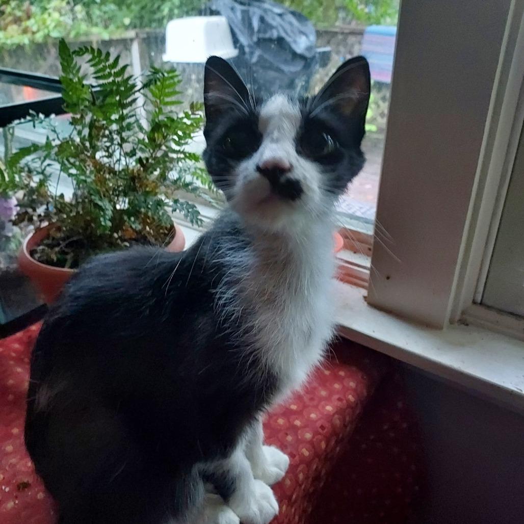 Kit, a Adoptable Manx in Ashland, MA image 3/4