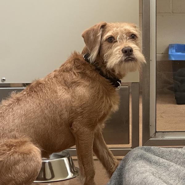 Zuma, a Adoptable mixed breed in Walnut Creek, CA image 2/2