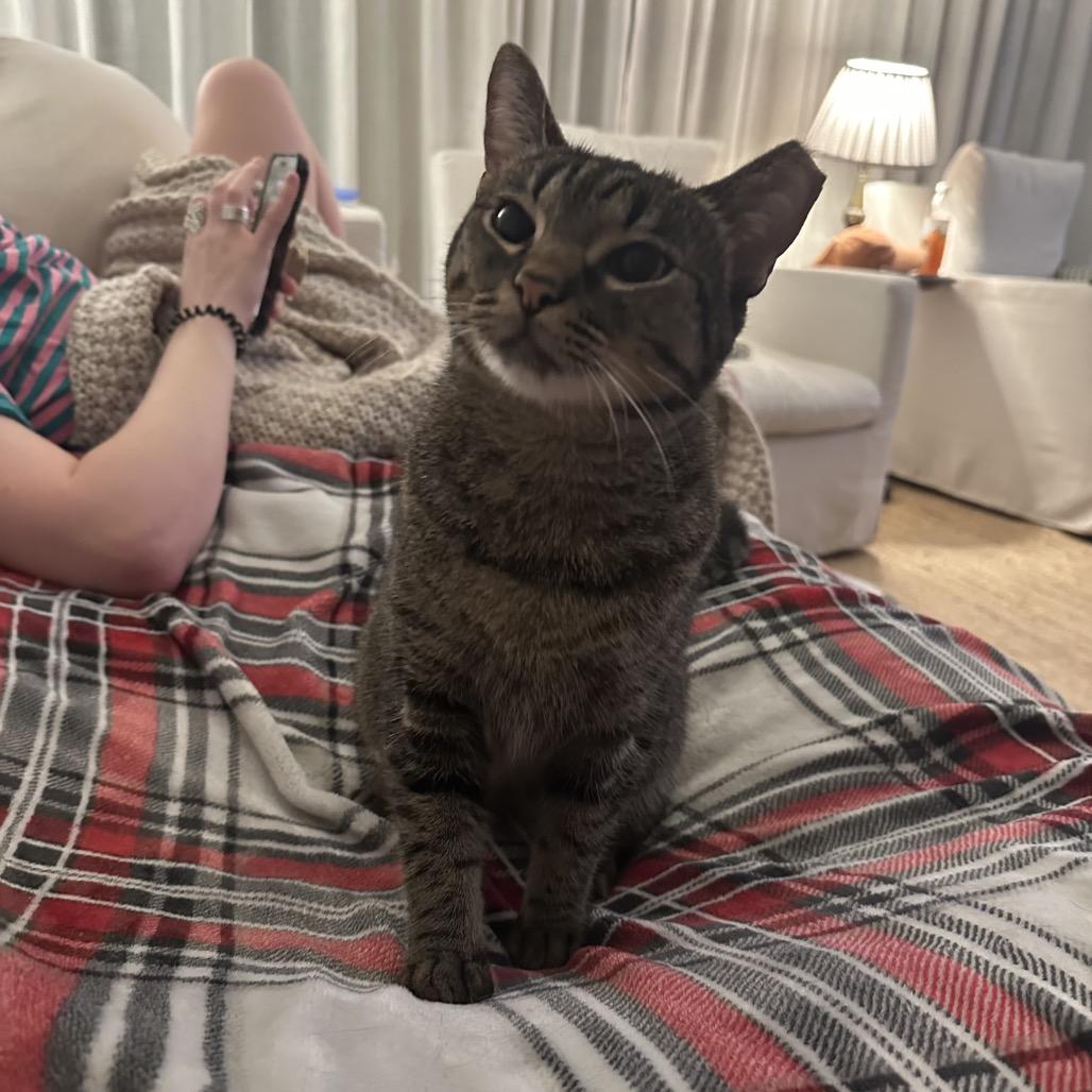 Enlarge Pickle, a Adoptable Domestic Short Hair in Houston, TX image 2/3