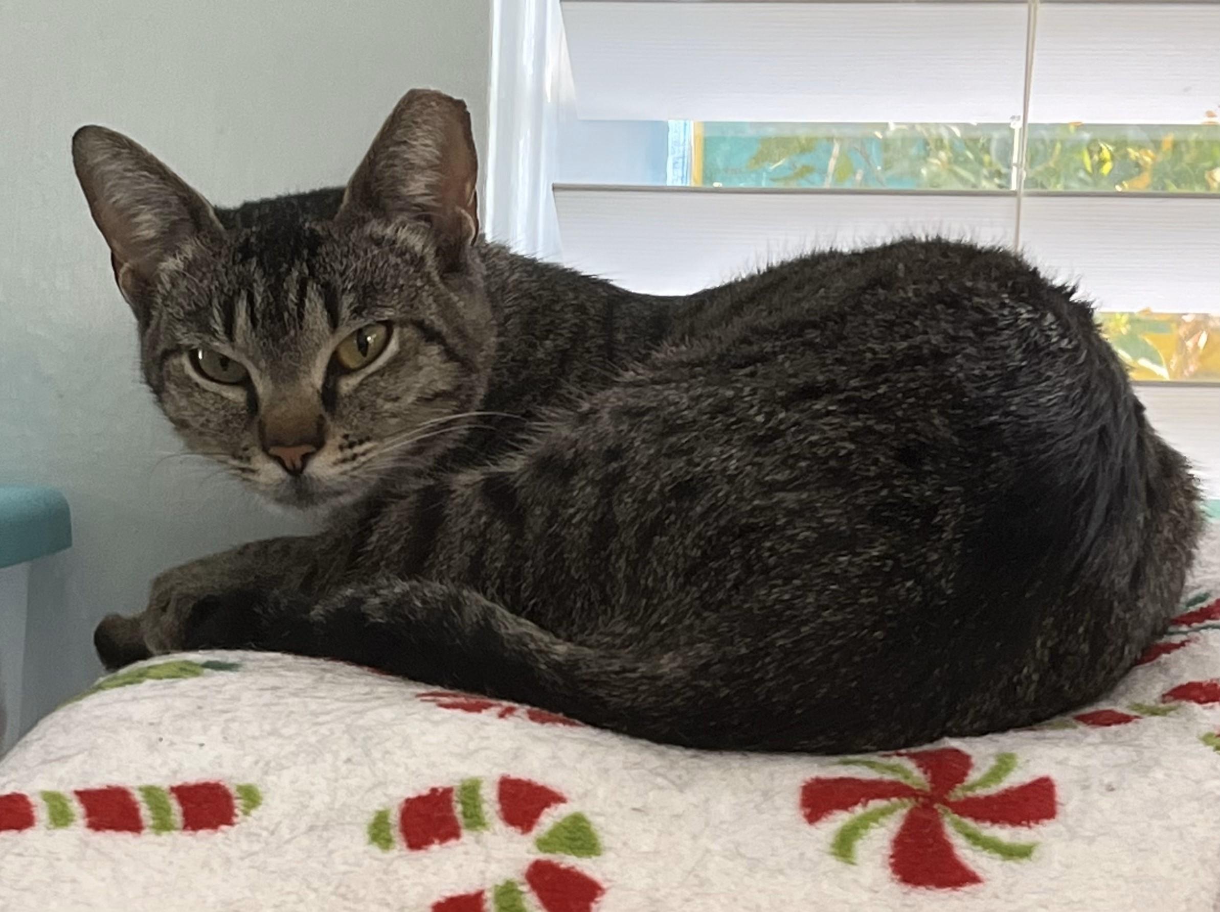 Enlarge Pickle, a Adoptable Domestic Short Hair in Houston, TX image 3/3