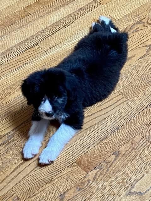 Larry, an adopted mixed breed in Orland Park, IL image 2/6