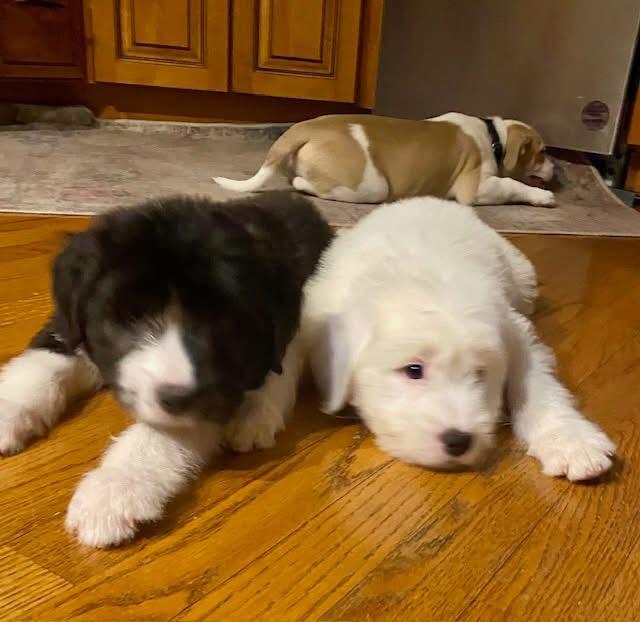 Larry, an adopted mixed breed in Orland Park, IL image 3/6