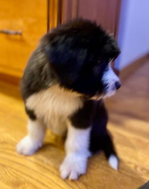 Larry, an adopted mixed breed in Orland Park, IL image 6/6