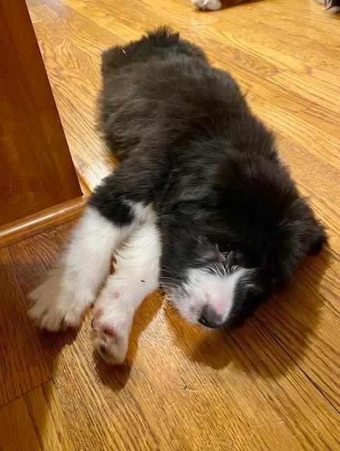 Larry, an adopted mixed breed in Orland Park, IL image 5/6