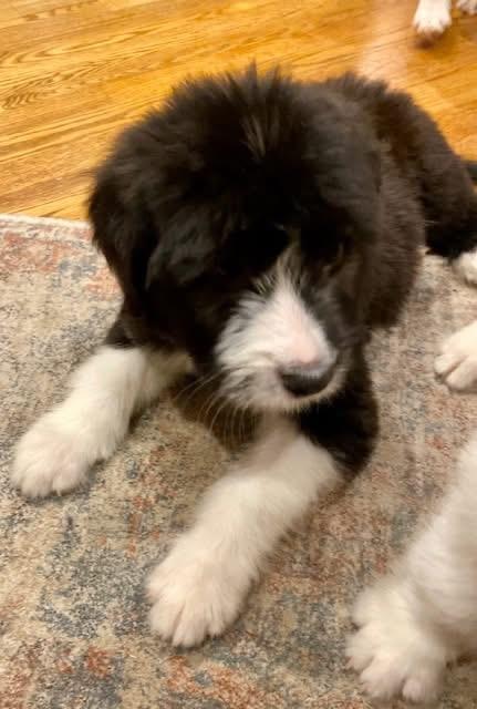 Larry, an adopted mixed breed in Orland Park, IL image 1/6