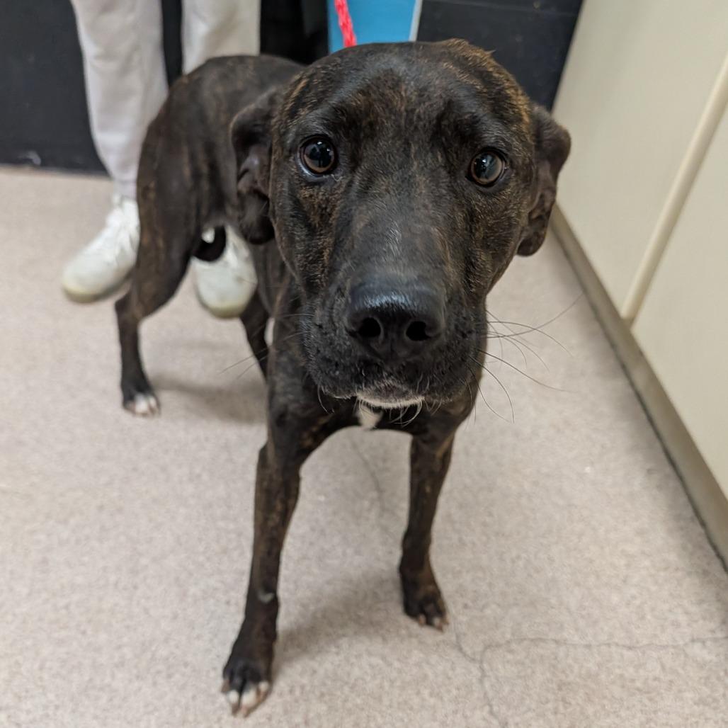 Enlarge Patty McGiggles, a Adoptable Mixed Breed in Ardmore, OK image 1/1