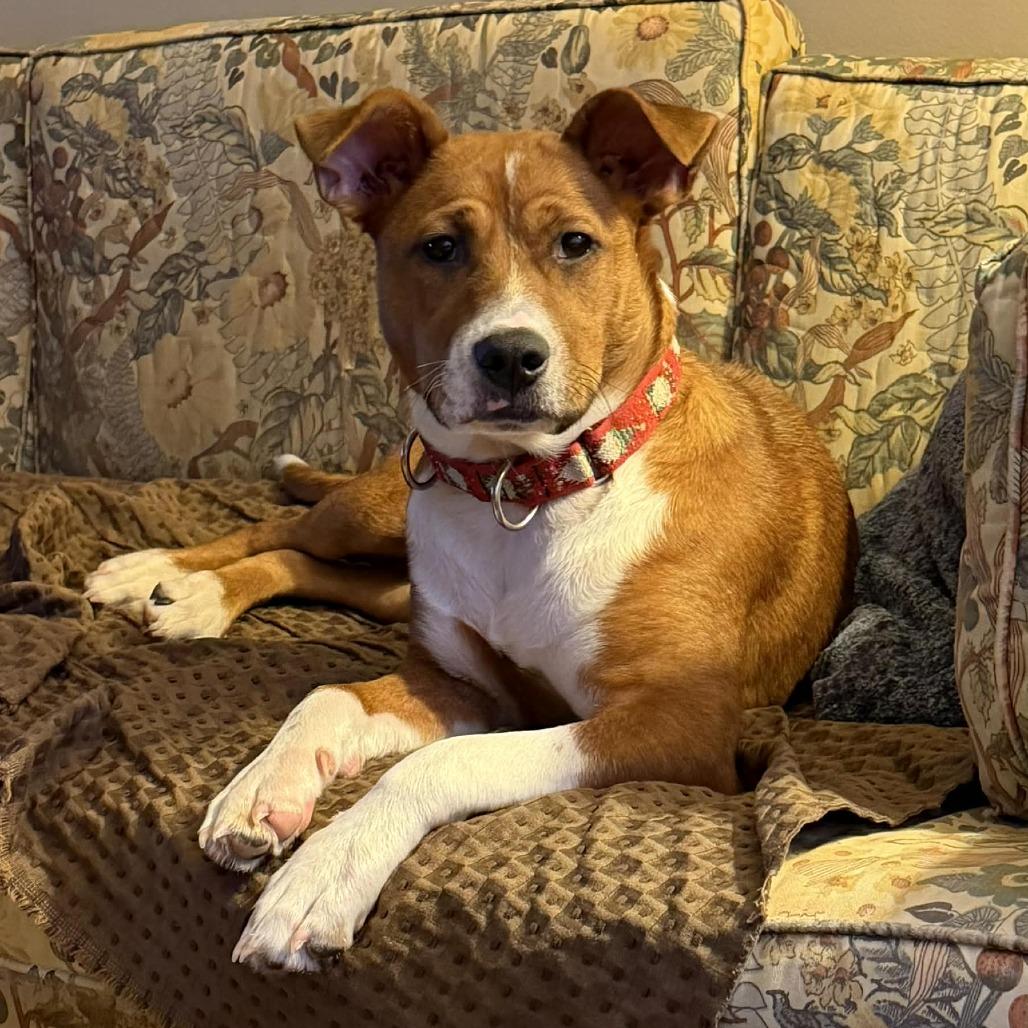 Darla, Adoptable, Young Female Mixed Breed.
