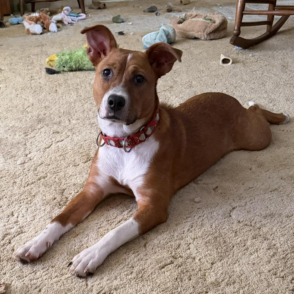 Enlarge Darla, a Adoptable mixed breed in Overland Park, KS image 1/5