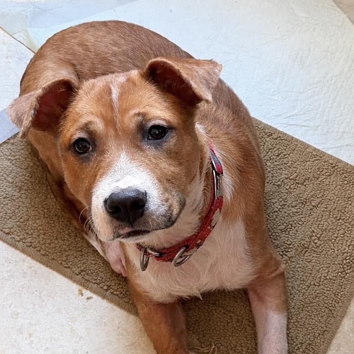 Enlarge Darla, a Adoptable mixed breed in Overland Park, KS image 2/5