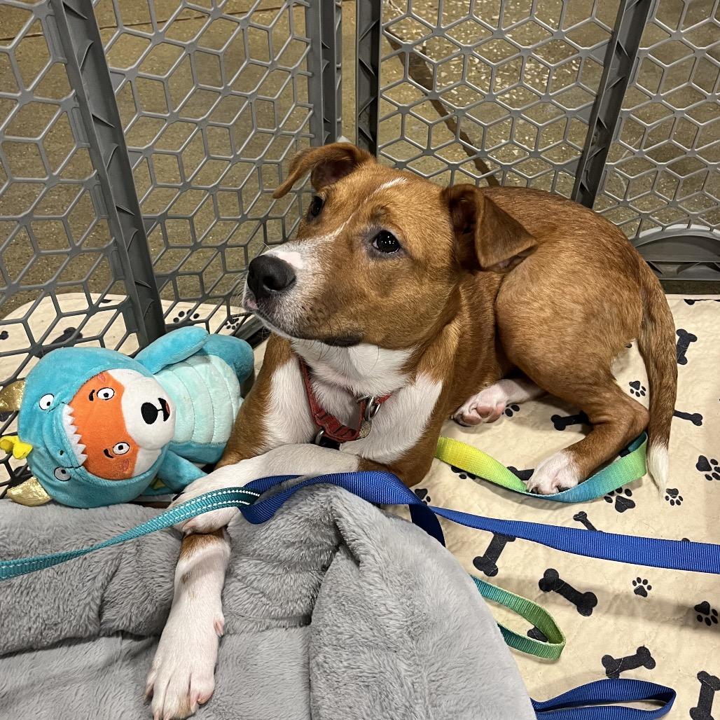 Enlarge Darla, a Adoptable mixed breed in Overland Park, KS image 3/5