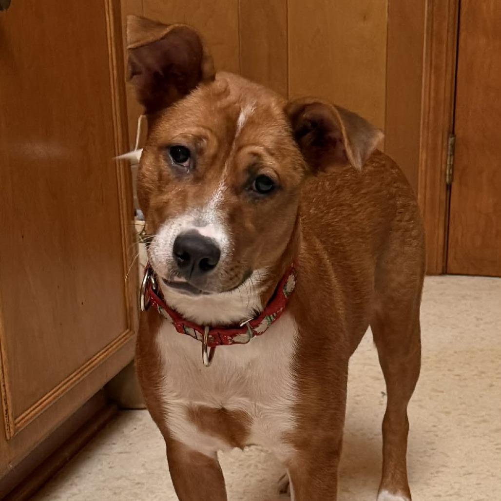 Enlarge Darla, a Adoptable mixed breed in Overland Park, KS image 4/5