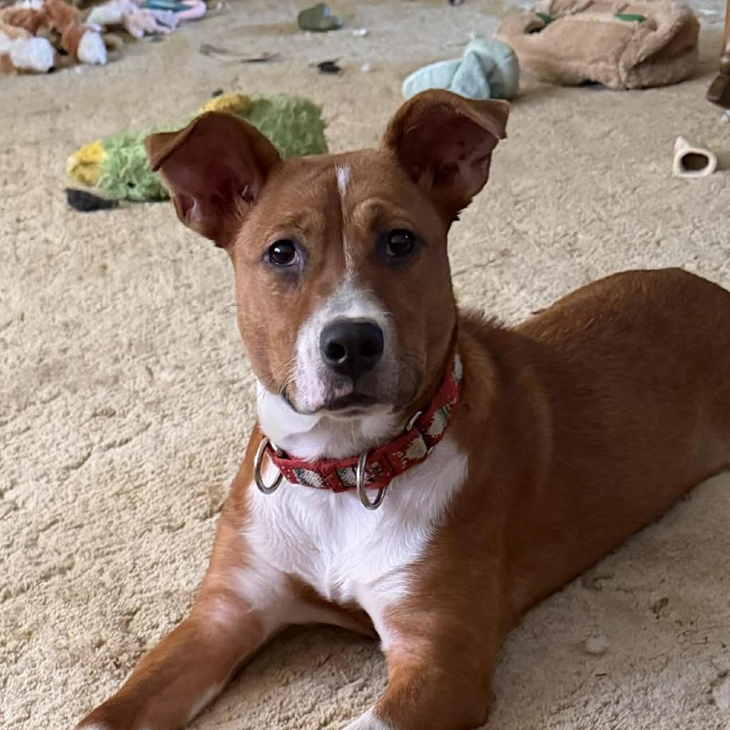 Enlarge Darla, a Adoptable mixed breed in Overland Park, KS image 5/5