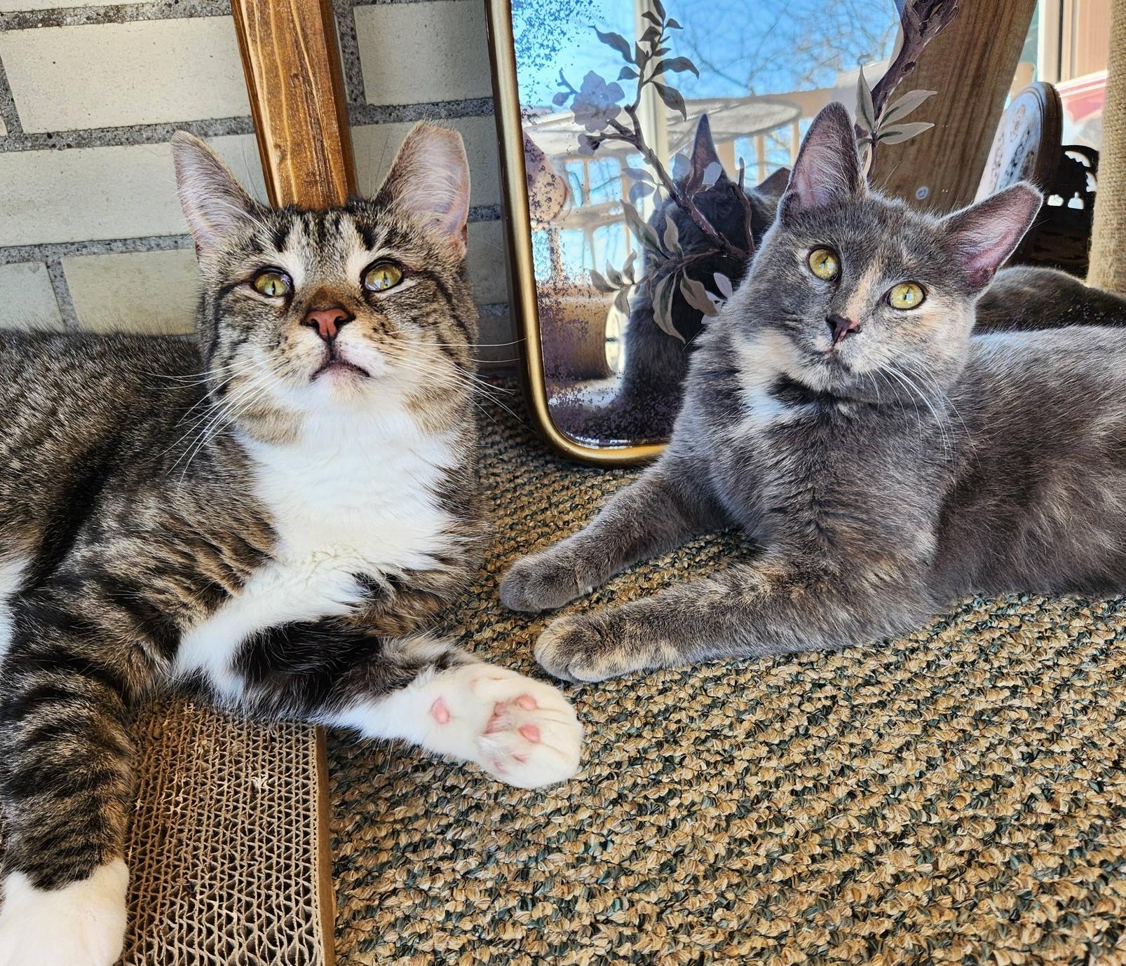 Enlarge Rose, an adopted Domestic Short Hair in Pittsburgh, PA image 6/6