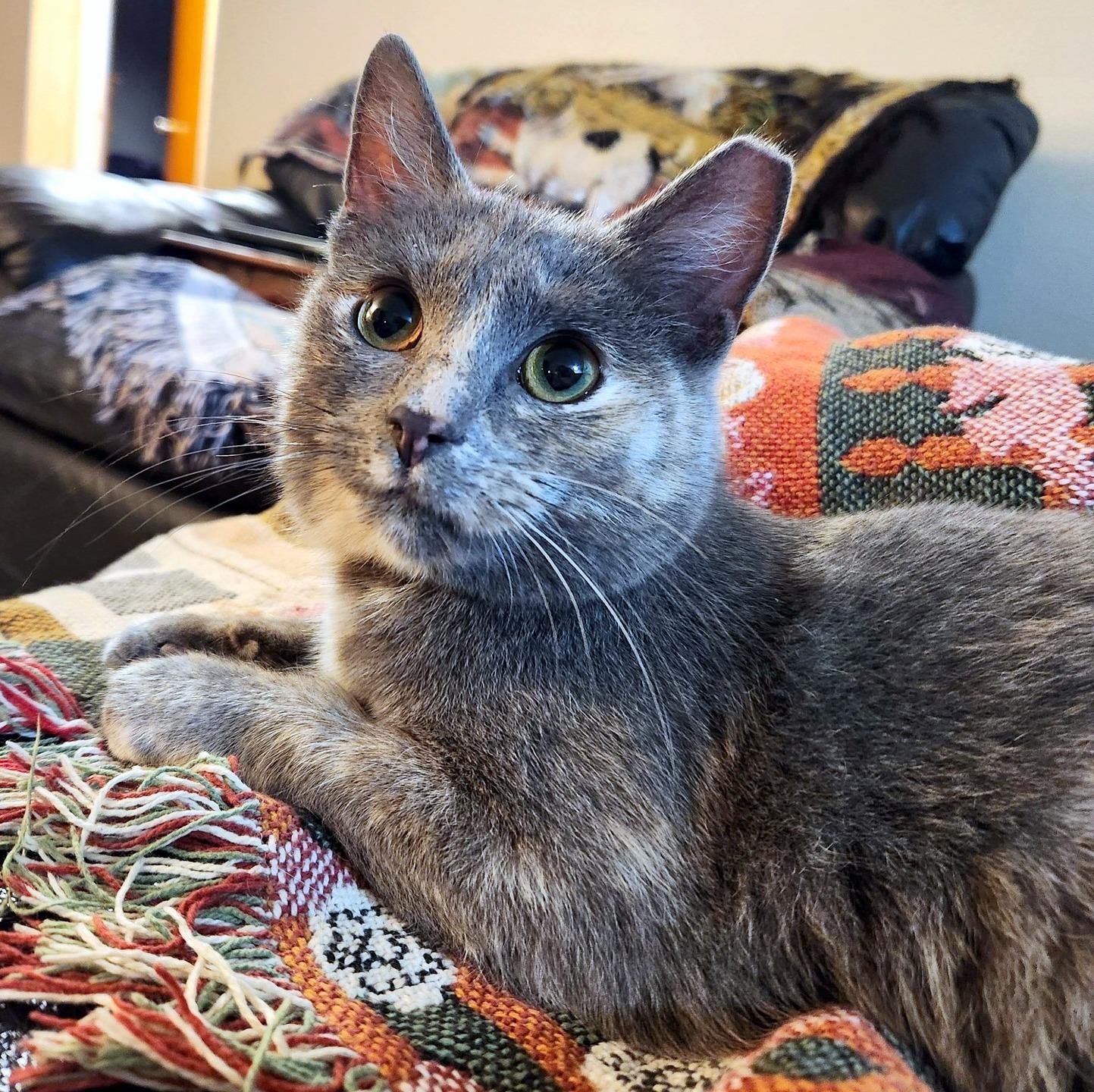 Enlarge Rose, an adopted Domestic Short Hair in Pittsburgh, PA image 2/6