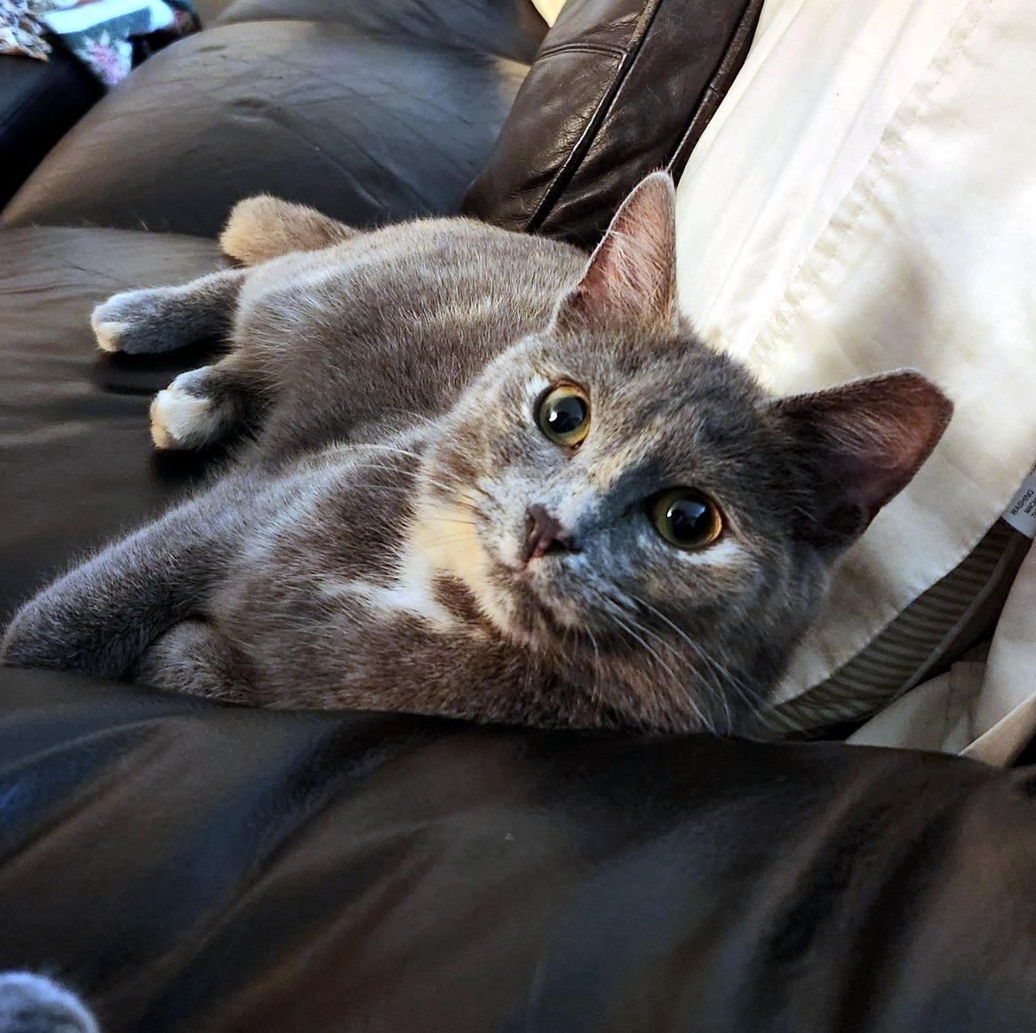 Enlarge Rose, an adopted Domestic Short Hair in Pittsburgh, PA image 4/6