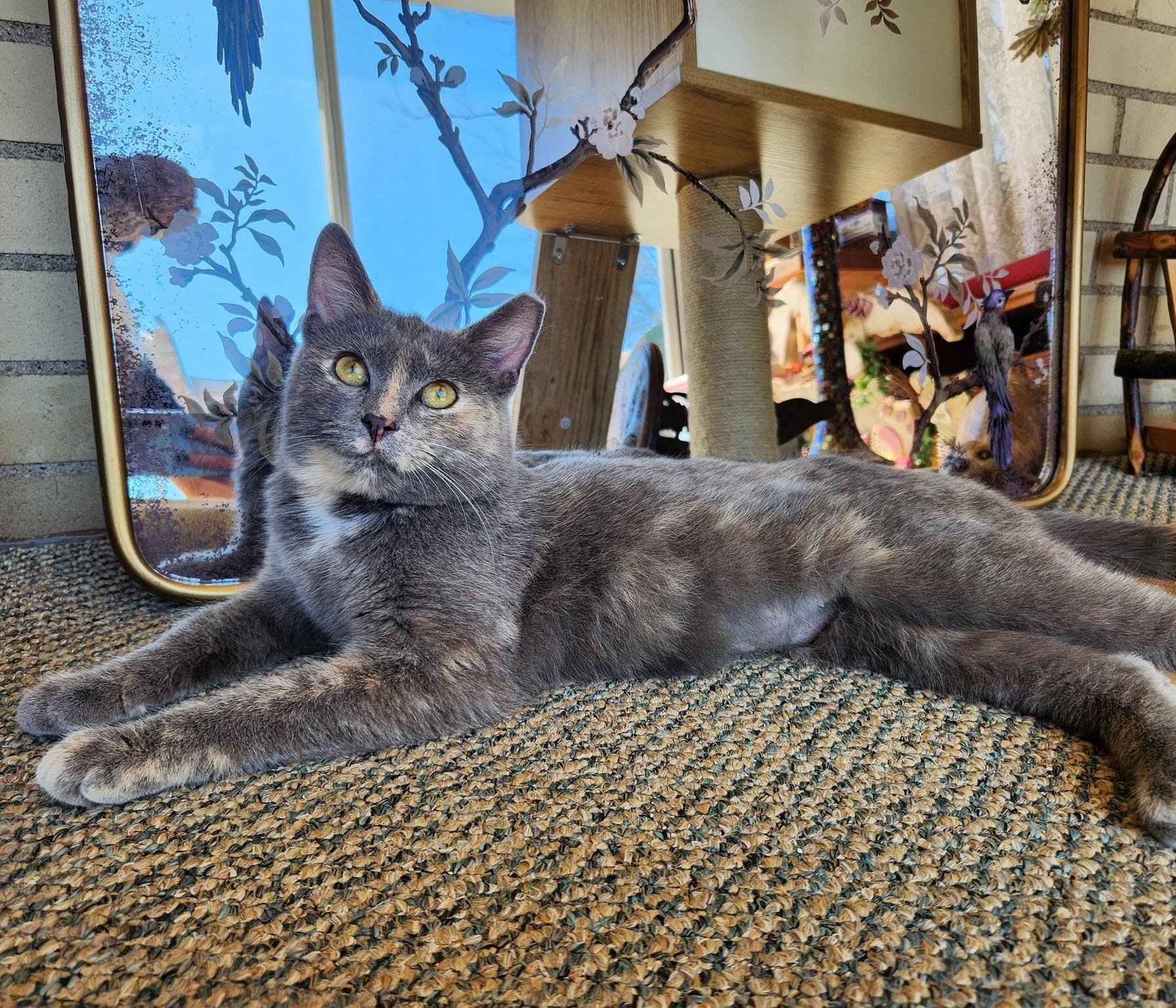 Enlarge Rose, an adopted Domestic Short Hair in Pittsburgh, PA image 3/6